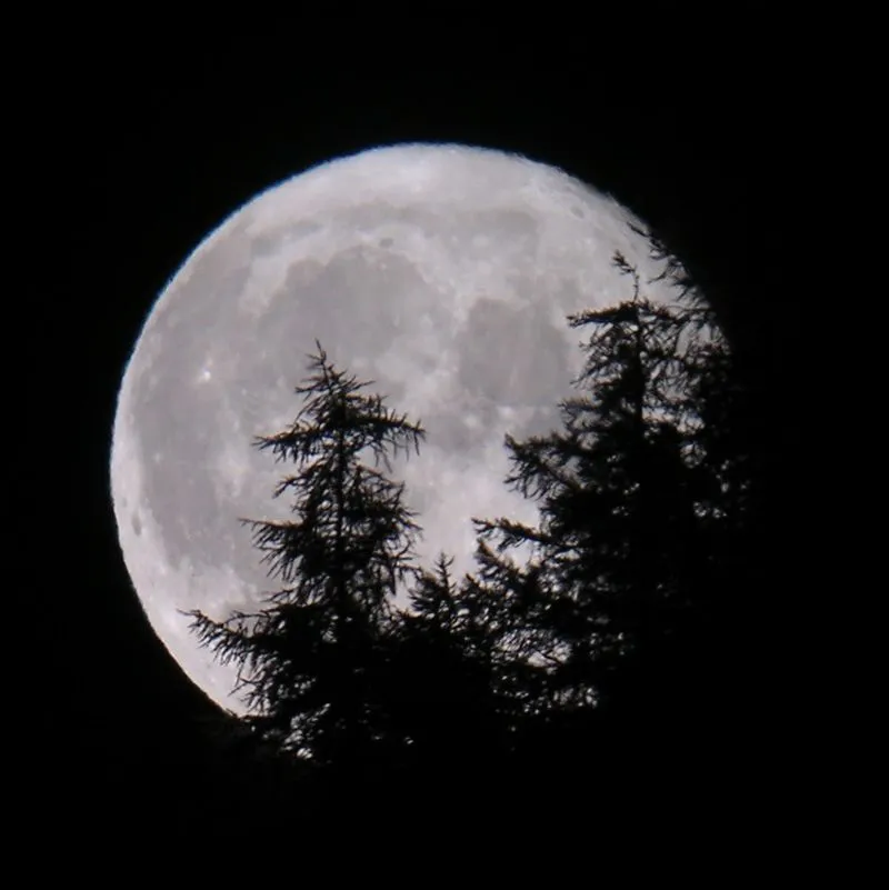 La luna tramonta dietro una pineta in Val Varaita