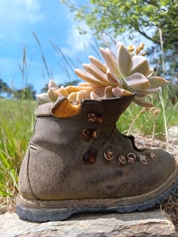 Scarpone usato come vaso per piante graasse