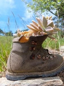 Scarpone usato come vaso per piante graasse